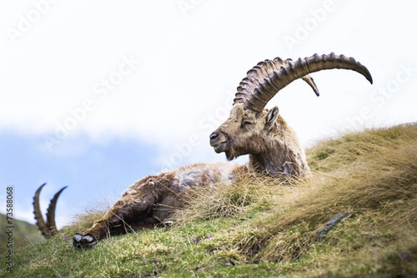 Obraz Steinbock. Alpine Ibex, Gran Paradiso National Park, Italy