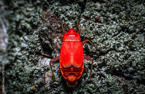 Fototapeta red beetle
