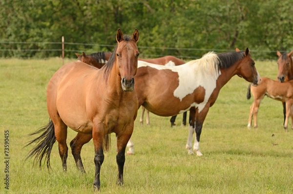 Fototapeta American Paint