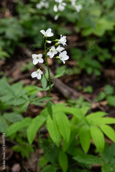 Obraz Cardamine plant