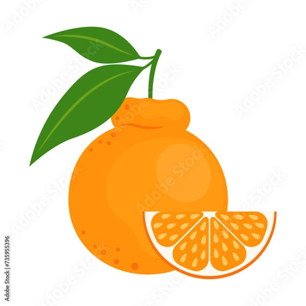 Obraz Japanese citrus Dekopon whole fruit and slice isolated on white background. Sumo citrus icon. Jeju Island Hallabong orange. Vector flat illustration.