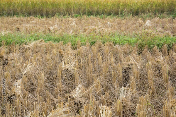 Obraz Harvested rice field