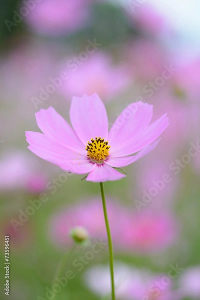 Fototapeta コスモス