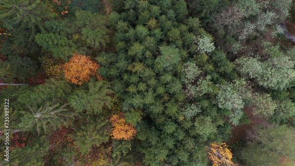 Fototapeta Beautiful top view zoom out of forest trees.