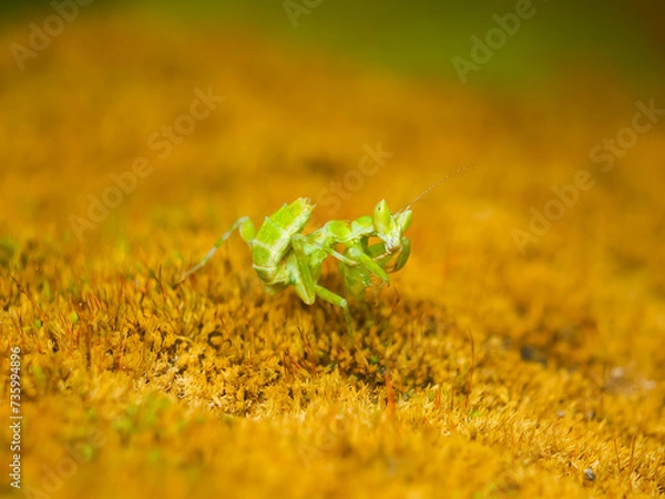 Fototapeta a green praying mantis rests on green moss looking camera