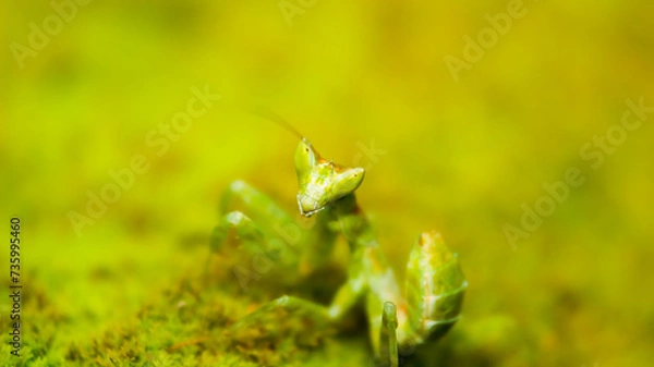 Fototapeta Green Preying Mantis