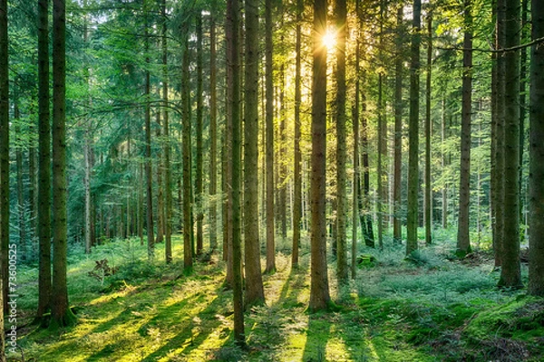 Fototapeta Forest Sunburst