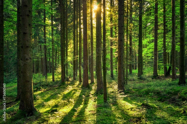 Fototapeta Forest Sunburst