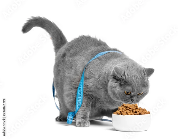 Obraz A fat cat, wrapped in a tape measure, eats food from a bowl. Weight loss concept.