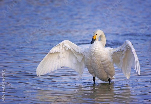 Obraz 翼を広げる白鳥