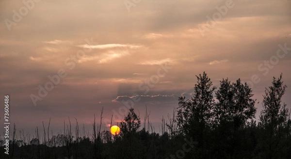 Obraz Sunset Sky and Tree Silhouettes