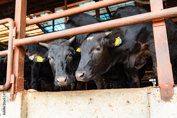 Obraz 飼育されている牛
