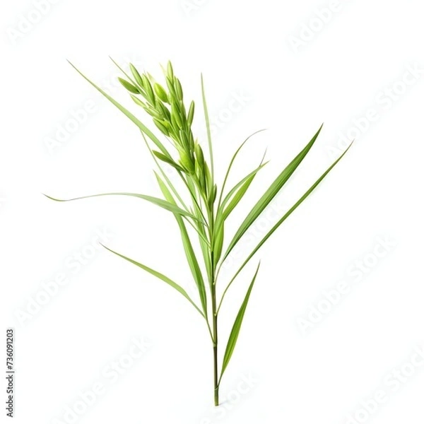 Fototapeta a oryza sativa, studio light , isolated on white background, clipping path, full depth of field