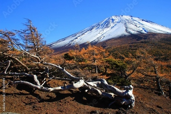 Obraz 富士山と枯木