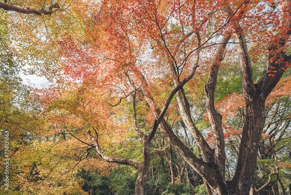 Fototapeta 奈良公園の紅葉