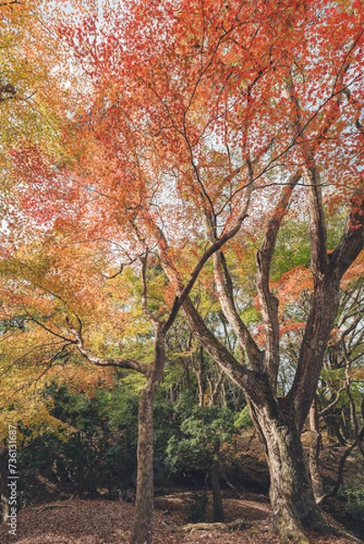 Fototapeta 奈良公園の紅葉