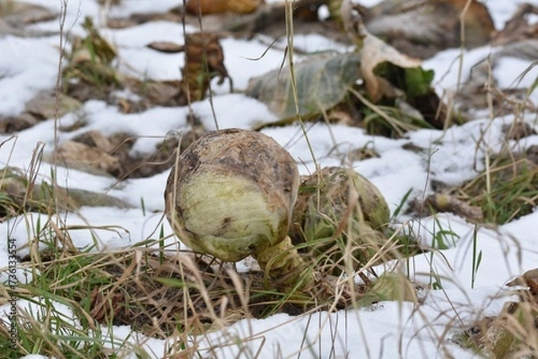 Fototapeta A wintery white cabbage field that has not been fully harvested. There are still some rotten heads of white cabbage in the field, as the extremely wet fall meant that they had to be harvested early.