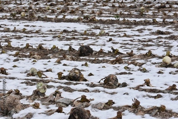 Fototapeta A wintery white cabbage field that has not been fully harvested. There are still some rotten heads of white cabbage in the field, as the extremely wet fall meant that they had to be harvested early.