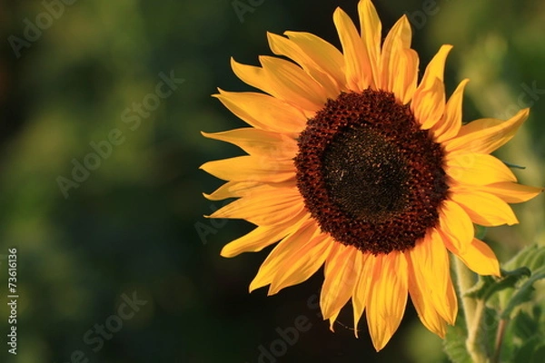 Obraz sunflower