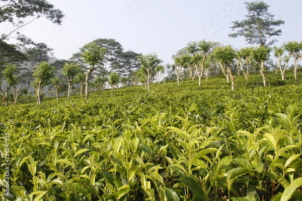 Fototapeta green field