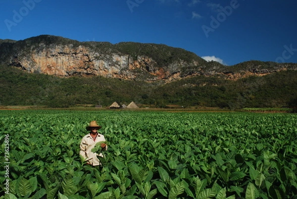 Obraz Cueilleur de tabac, Cuba