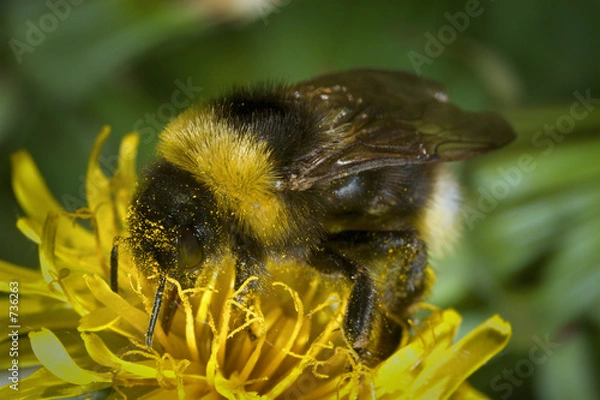 Obraz bumblebee and flower
