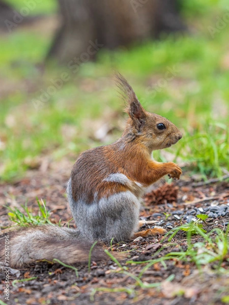 Fototapeta Squirrel eats a nut while sitting in green grass. Eurasian red squirrel, Sciurus vulgaris