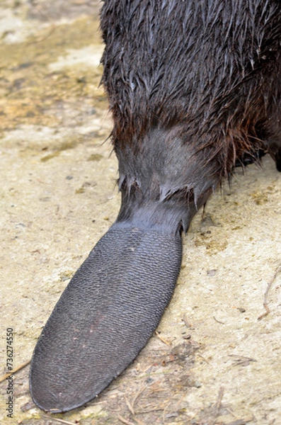 Fototapeta Closeup of a beaver's tail. The beaver's tail, which measures up to 30 cm in length, 20 cm in width and 2.5 cm in thickness, is used to accomplish important tasks, both in water and on land. 