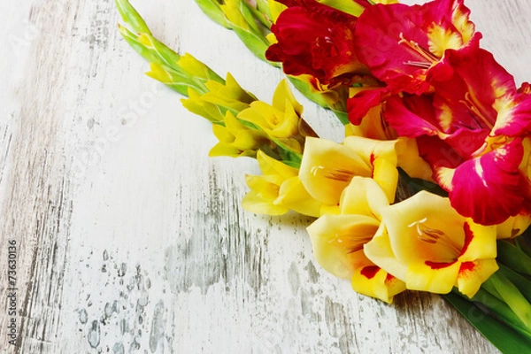 Obraz yellow and red gladiolus