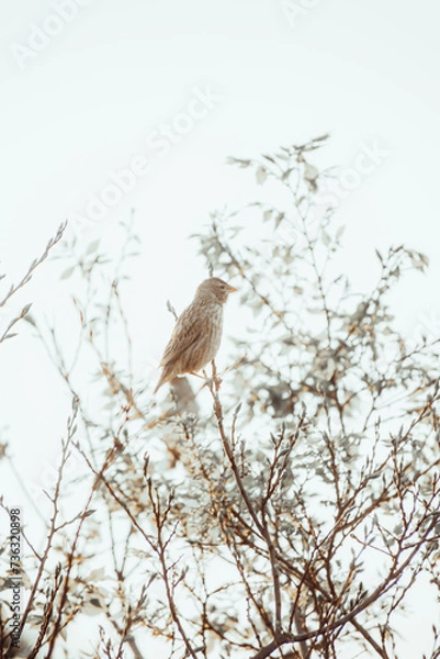Obraz Bird in a tree that is backlit