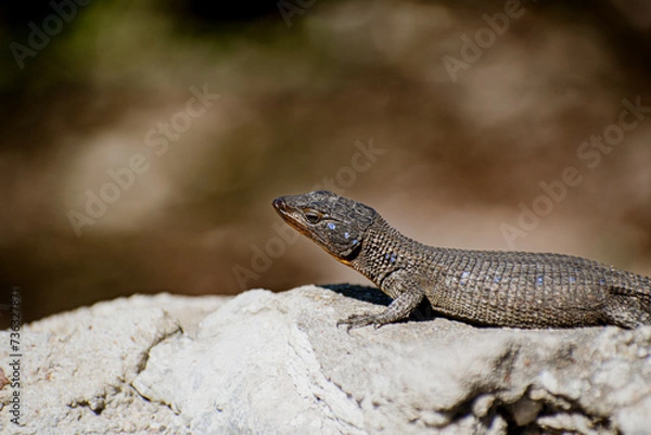 Fototapeta Lizard on a rock