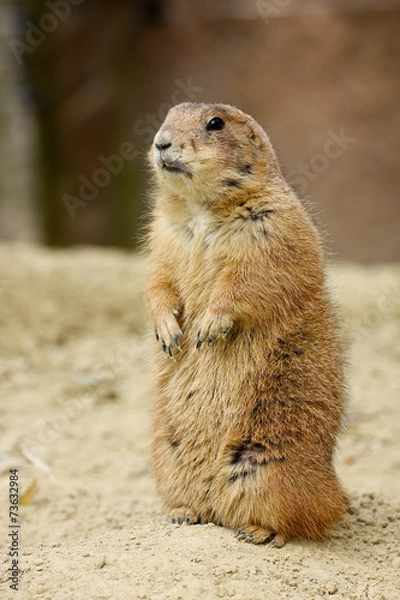 Fototapeta Gopher looking around