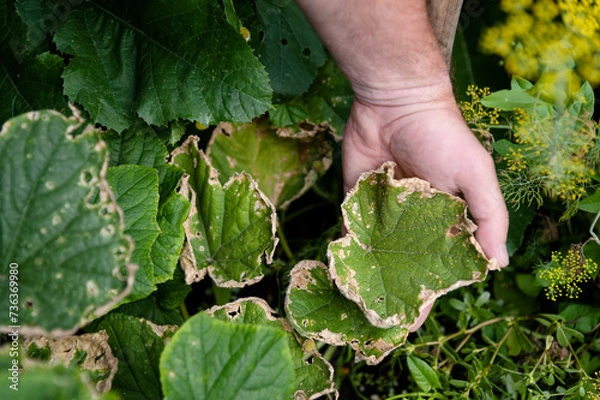 Fototapeta Beds care. Horticulture crops. Cucumber leaf affected by diseases or pests in garden or greenhouse. Lack of trace elements and macronutrients