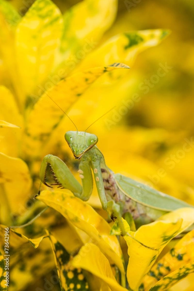 Fototapeta Praying mantis (Mantis religiosa) on a leaf