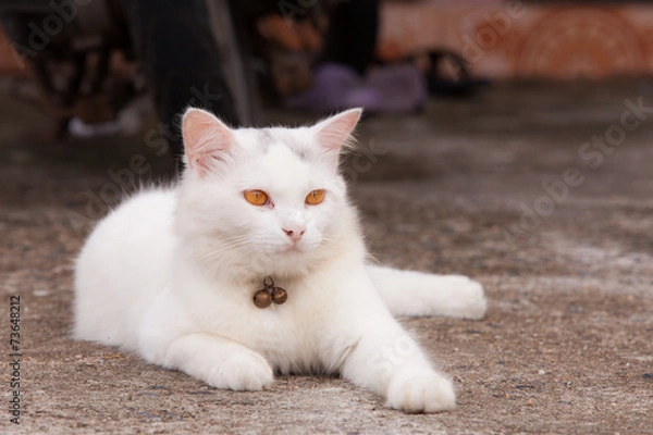 Obraz Portrait of siam cat.