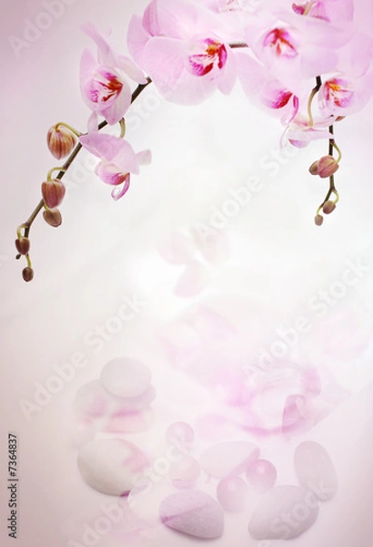 Obraz Orchids background