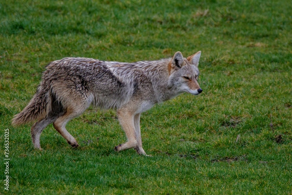 Obraz Trabender Kojote