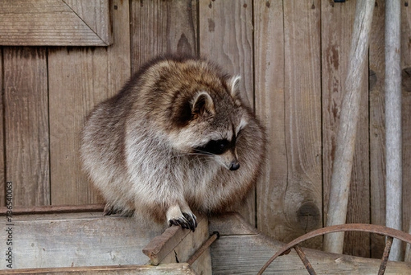 Obraz In Gedanken verloren