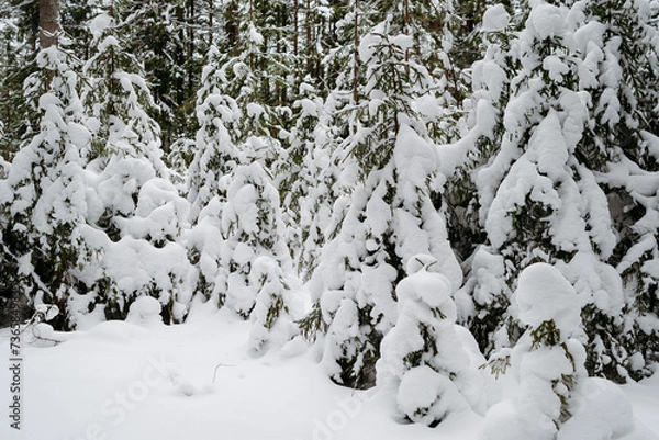 Fototapeta Winter snow-covered forest