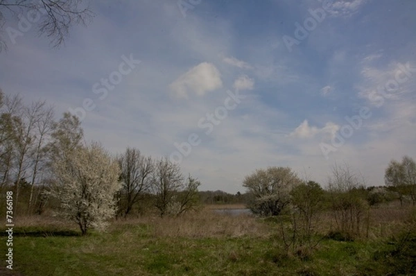 Fototapeta apple tree 2