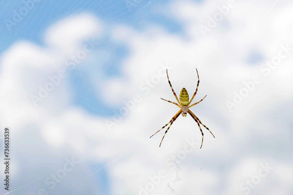 Obraz spider on the web