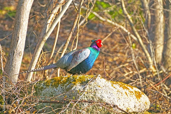 Obraz 野生のキジ