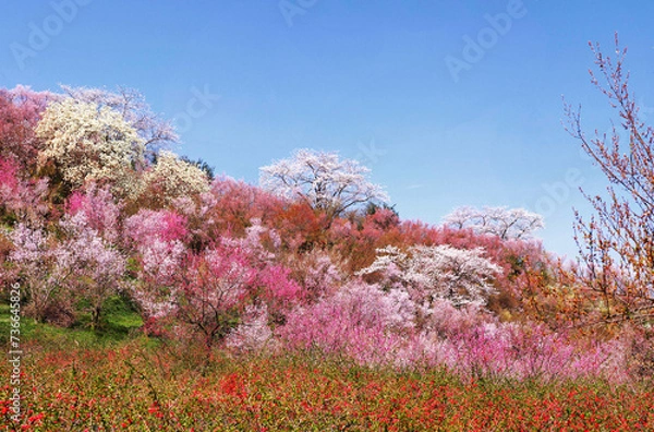Obraz blooming tree in spring