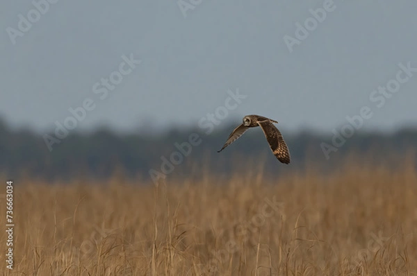 Obraz owl in marsh