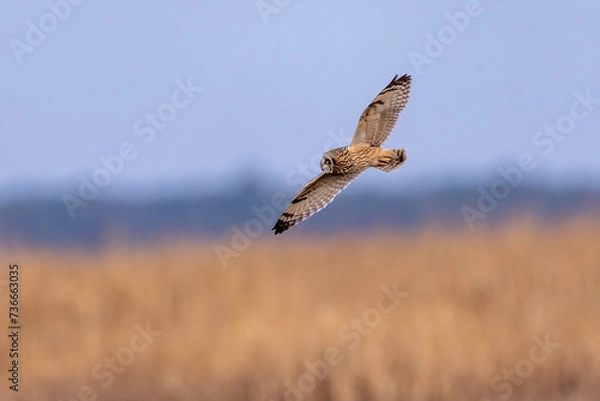 Obraz short eared owl flyby