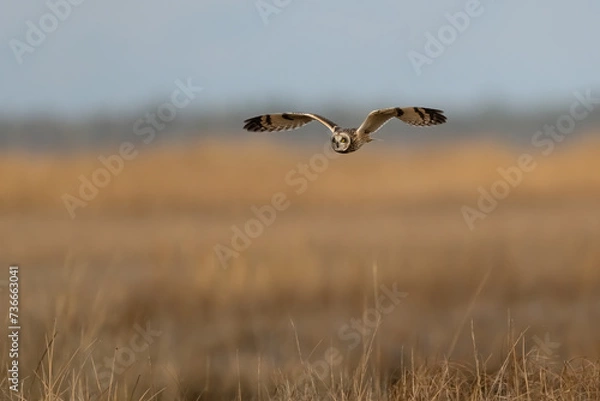 Obraz short eared owl