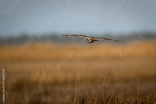 Obraz short eared owl