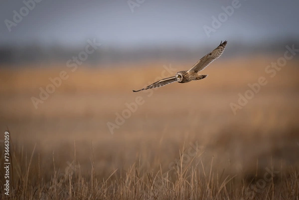 Obraz short eared owl
