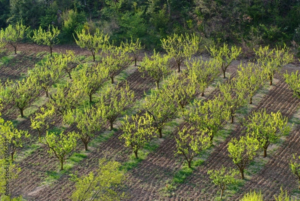 Obraz alignement de fruitiers