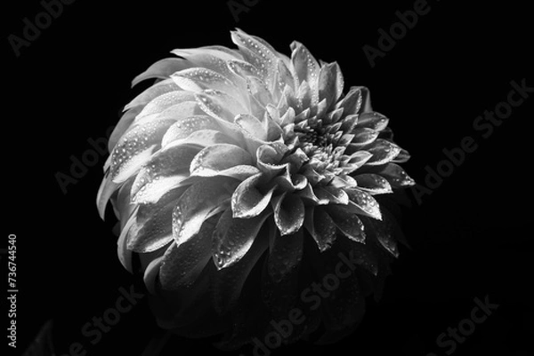 Obraz オレンジのダリア１０